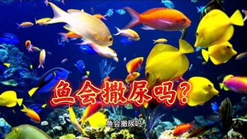 我是神王爱吃鱼（96集），探寻神秘海域与鱼类的奇幻之旅