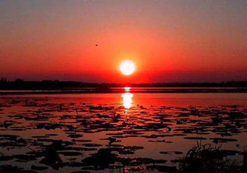 最美不过夕阳红（36集）