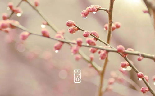 花开花落，生命的轮回与自然的韵律