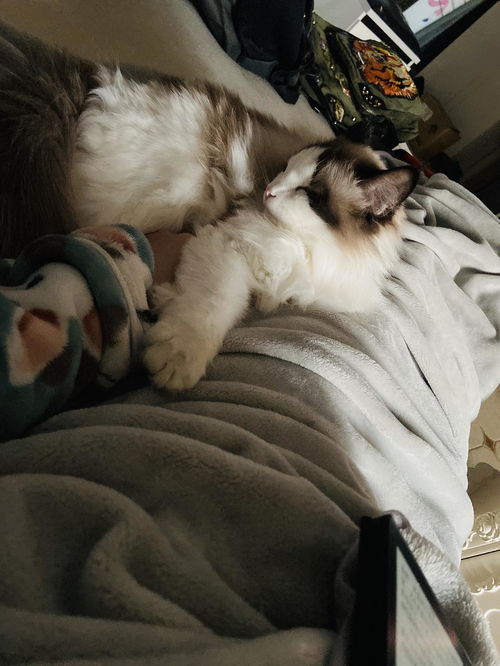 猫脸新娘的奇幻之旅，80集探秘