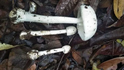 广东一男子因食用蟾蜍引发中毒悲剧