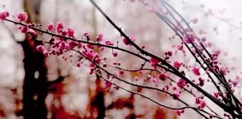 春雪落无声（67集）