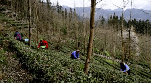 安徽网红树被农户砍掉事件，当地回应及其背后的考量