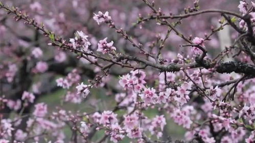 桃花映江山之金璐莹花朝传奇（60集连播剧情概述）