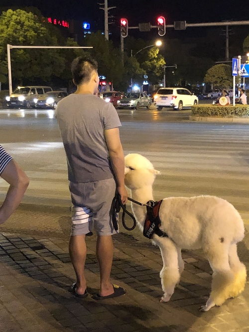 母子路边偶遇四只未牵绳大狗，冷静应对展现智慧与勇气
