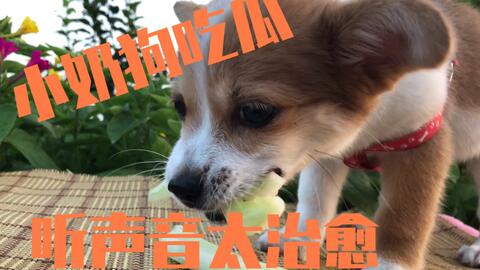相亲遇到小奶狗剧情解析（第1-80集）