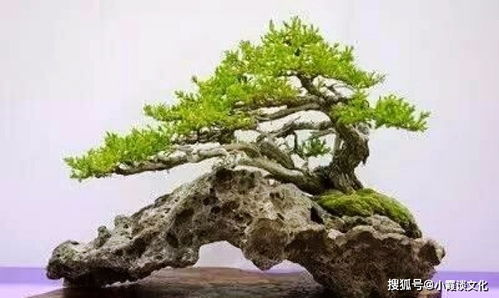 我和首富交换了人生（92集）