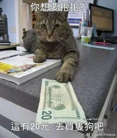 猫的报恩七次初吻，人与猫的神秘缘分（第93集）深度解析
