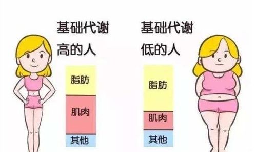 揭秘真相，吃欺骗餐不能提高基础代谢