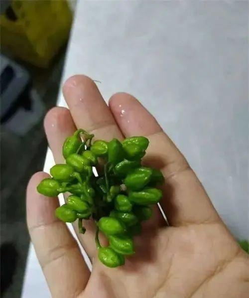 一家六口误食断肠草煲汤引发中毒事件