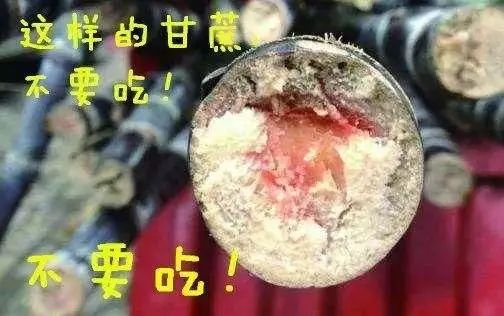 清明前后的甘蔗毒过蛇？专家辟谣解读甘蔗安全食用知识