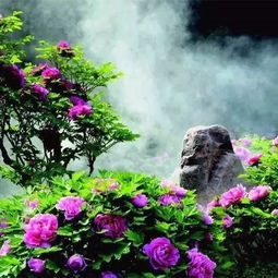 桃花沟与杏花沟，一部跨越74集的乡土风情画卷