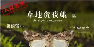 南方家庭出现蛾蚋，千万别用手拍——如何应对家庭虫害危机