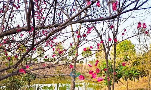 向阳花木易为春，一幅生机勃勃的101集画卷