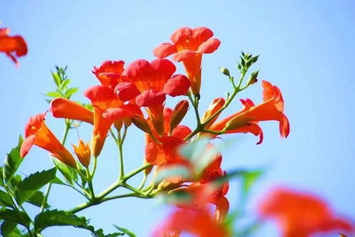 不败凌霄花，绽放的传奇与人生的启示（78集深度解析）