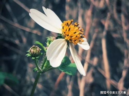 时光静待花开（79集）——岁月中的美好绽放