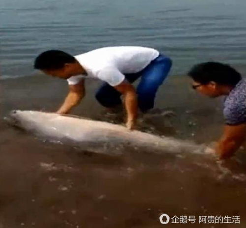 雨中垂钓的遗憾，男子意外遭遇大鱼的逃脱