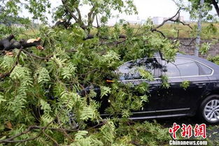 大风刮倒树木，骑车女子遭遇悲剧身亡