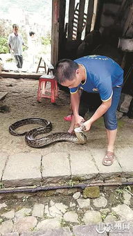 村民家中废弃猪场惊现六条蟒蛇，生态与安全的双重观察