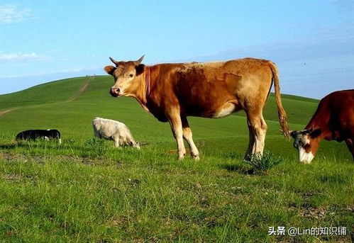 认养一头牛广告背后的深思，回应质疑与探讨打工人的现实