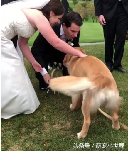 狗狗的浪漫婚礼之旅，送完婚礼戒指后的返场登台