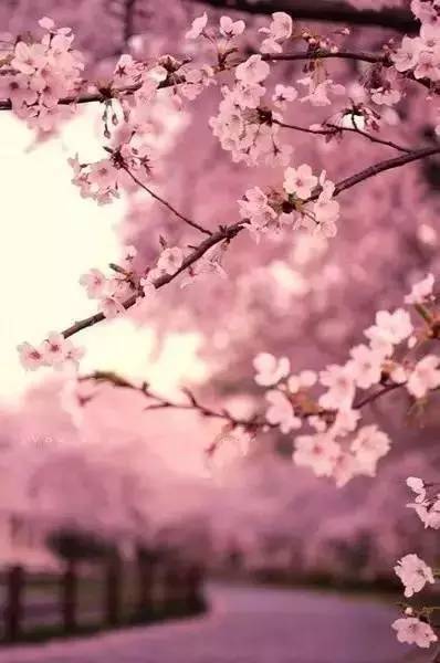 无可奈何花落去（65集），命运交织的悲欢离合