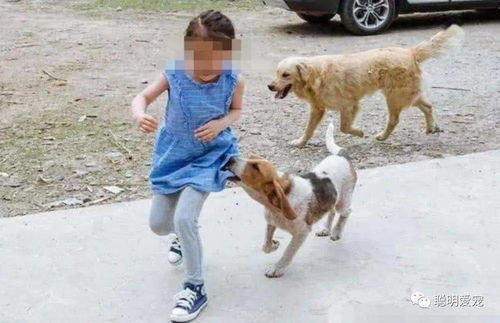 大狗进小区追小狗，女孩害怕到上树
