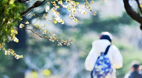 不辞春色（96集），探寻春光之美