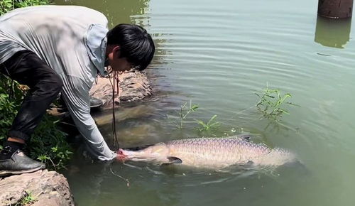 小伙垂钓竟钓上条落水美人鱼
