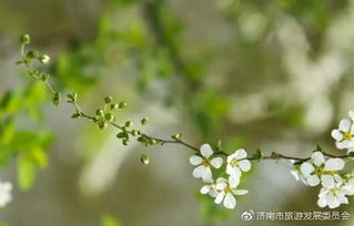 人间芳菲四月天，一幅68集的绚烂画卷
