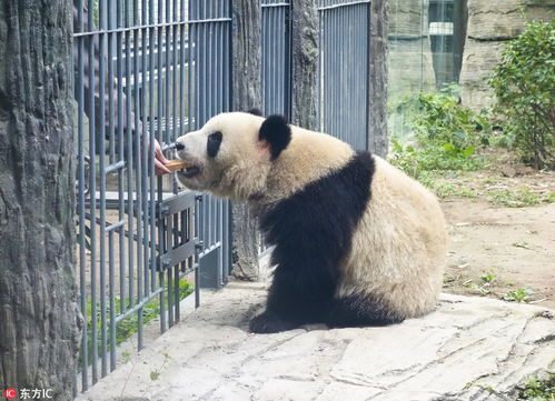 北京动物园辟谣，萌兰不会出国