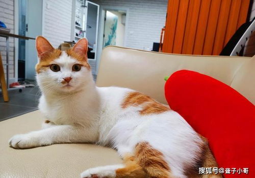 野猫误入火锅店内，热汤溅伤顾客——一次意外的警示