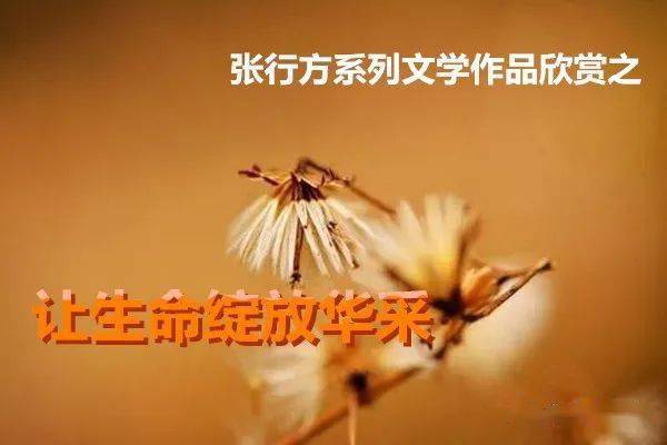 有我不该红颜真命薄（99集）——命运之轮下的坚韧与绽放