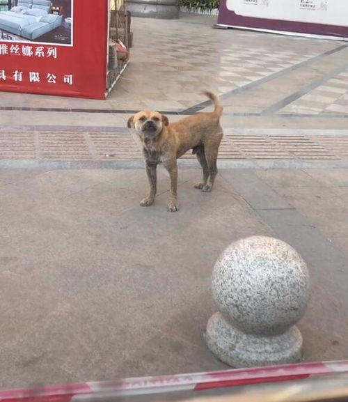流浪狗携子遇见好心人，投喂背后的温暖故事