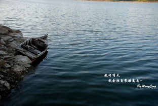 大连西山水库出现神秘成群黑色大鱼