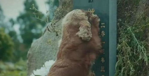 她死后，薄爷跪在墓碑前哭成狗（104集剧情深度解析）