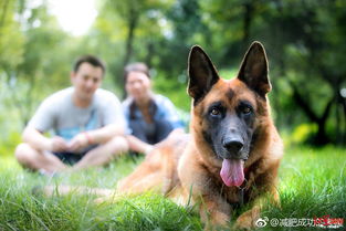 汶川地震中的英雄，那些默默奉献的搜救犬，如今已全部离世