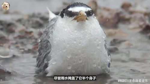 北京突降冰雹，鸟妈妈用生命守护雏鸟