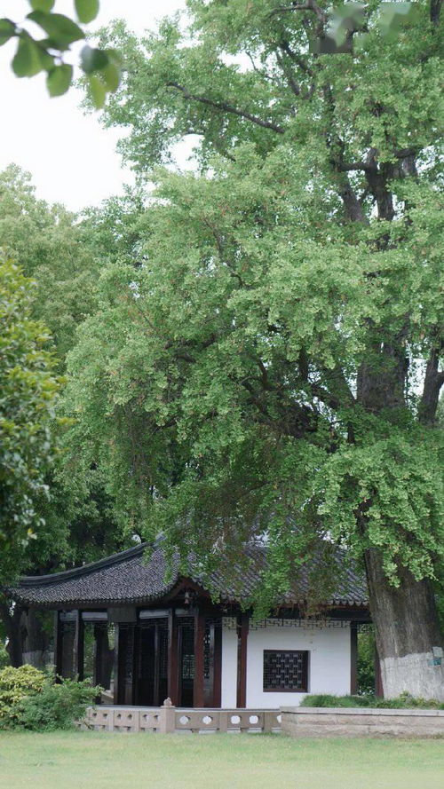 凤凰镇，时光中的99集故事