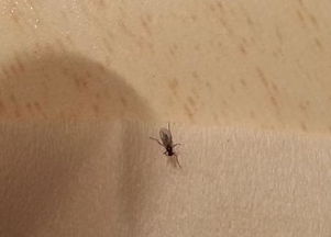 大量飞虫聚集与男子用杀虫剂喷火灭虫