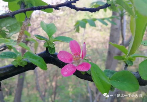 三爷别哭，夫人她只爱99天（第81集）深度解析与感悟
