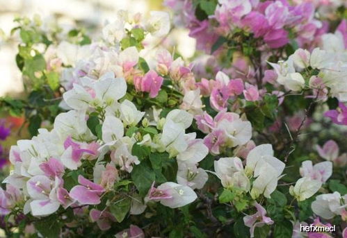 花开不见还（30集）