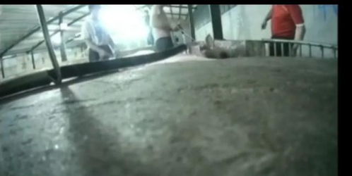 关于活猪口中插入水管灌水现象的探讨，当地回应与反思