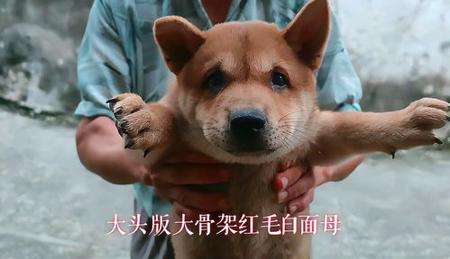 年下狼狗撩得姐姐面红心跳（83集）
