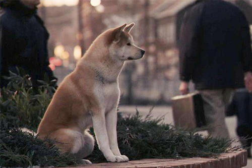 忠犬与野蔷薇（67集），情感交织的动人故事