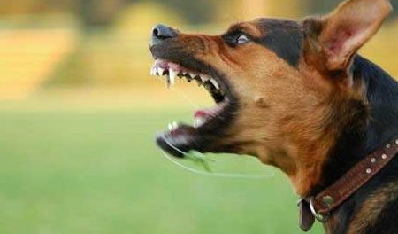 最强阿尔法狗，土犬霸气走红