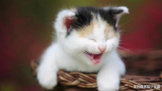 变成猫后我被死对头宠上天（第86集）