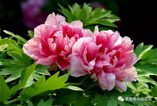 牡丹花开又一年（60集连续剧剧情概述）
