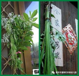 端午挂艾草，传统习俗中的讲究与深意