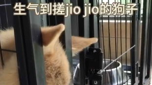 怪我情有独钟，出狱后，薄情前夫成了舔狗（100集）